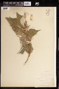 Image of Mallotus paniculatus