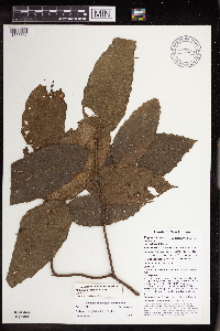 Thumbnail image of current specimen