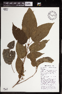 thumbnail image of current specimen