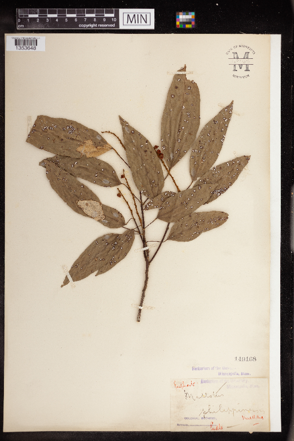 Mallotus philippensis image