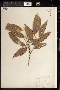 Image of Mallotus philippensis