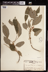 Mallotus philippensis image