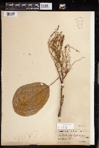 Mallotus philippensis image