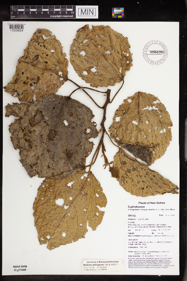 Mallotus pleiogynus image