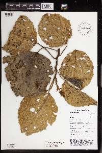 Image of Mallotus pleiogynus