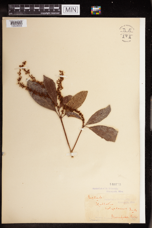 Mallotus polyadenos image