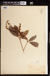 Image of Mallotus polyadenos