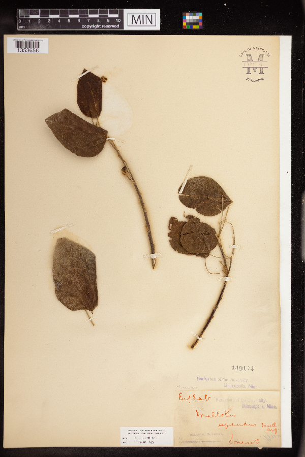 Mallotus repandus image