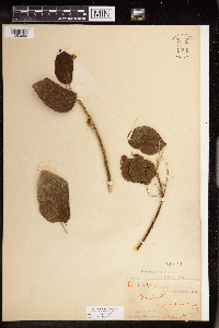 Image of Mallotus repandus