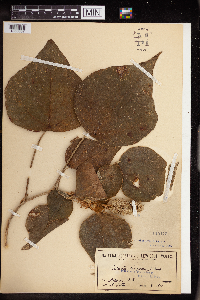 Image of Mallotus ricinoides