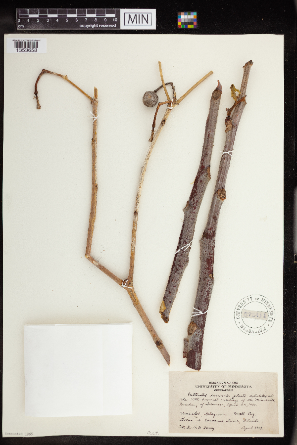 Manihot carthagenensis subsp. glaziovii image