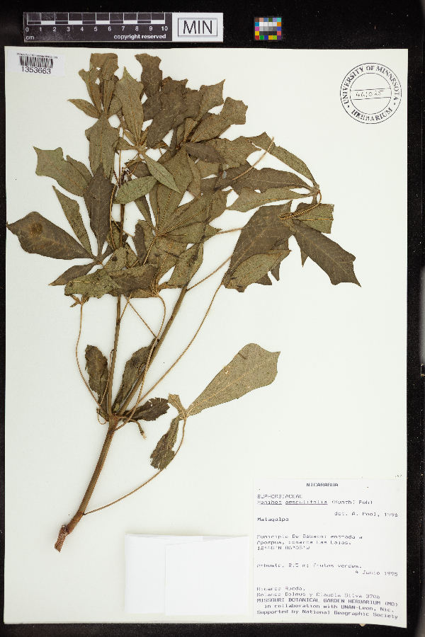 Manihot aesculifolia image