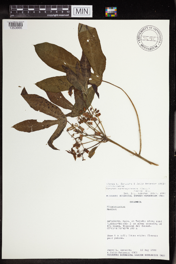 Manihot carthagenensis image