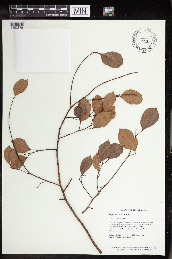 Maprounea guianensis image