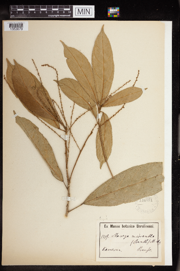 Mareya micrantha image