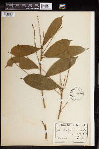 Mareya micrantha image