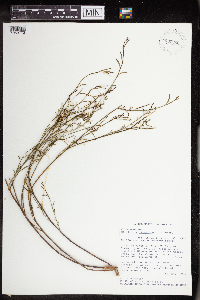 Stillingia linearifolia image