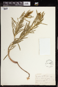 Stillingia linearifolia image