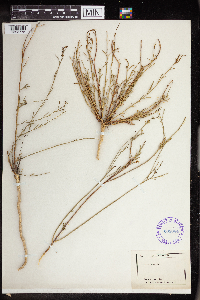 Stillingia linearifolia image