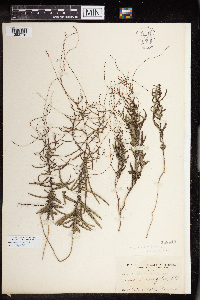 Stillingia linearifolia image