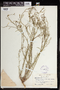 Stillingia linearifolia image