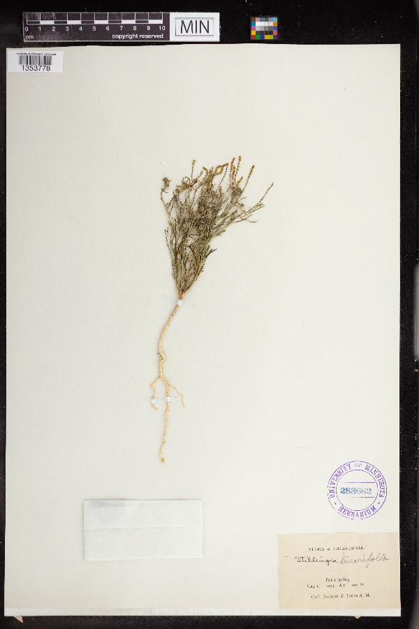 Stillingia linearifolia image