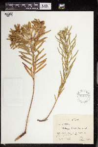 Stillingia linearifolia image