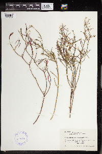 Stillingia linearifolia image