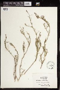 Stillingia linearifolia image