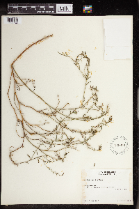 Stillingia linearifolia image