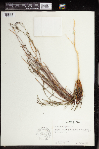 Stillingia linearifolia image