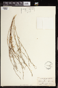 Stillingia linearifolia image
