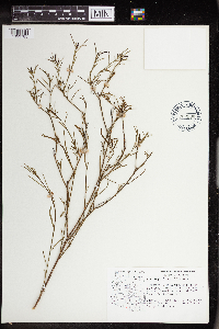 Stillingia linearifolia image