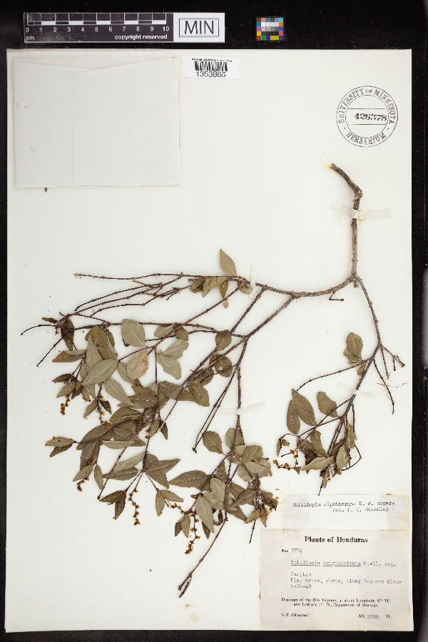 Stillingia sanguinolenta image