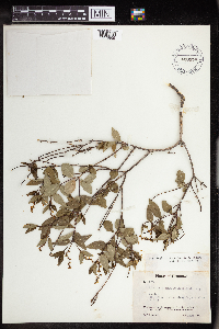 Image Associated With the Occurrence