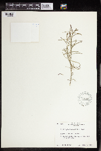 Stillingia linearifolia image