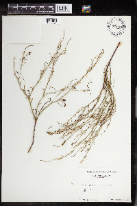 Stillingia linearifolia image
