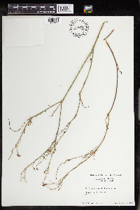 Stillingia linearifolia image
