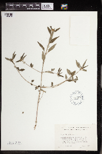 Media resource of Euphorbia dentata