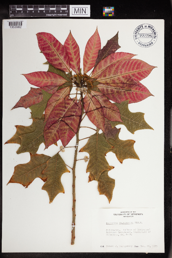 Euphorbia pulcherrima image