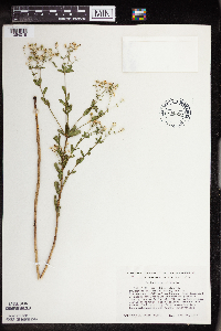thumbnail image of current specimen