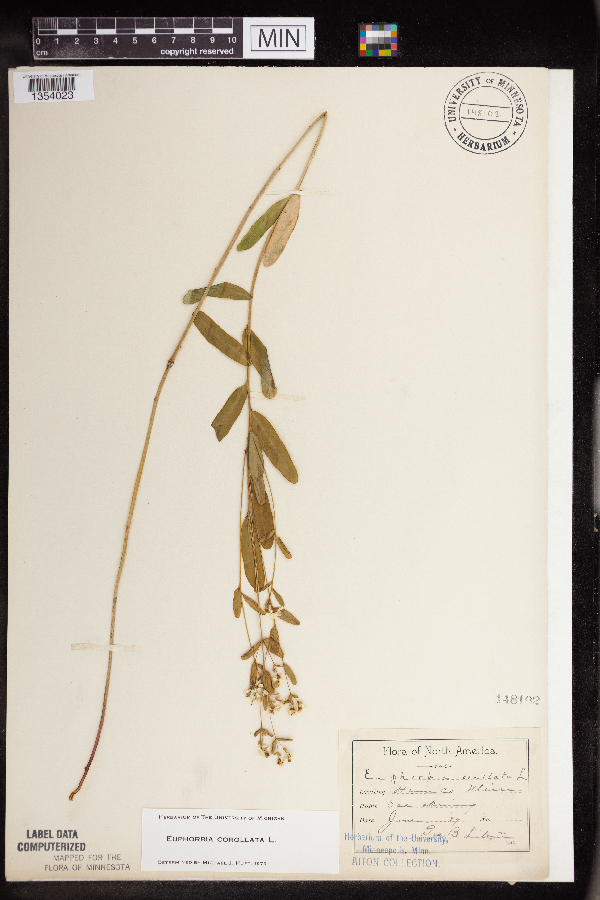 Euphorbia corollata var. corollata image