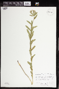 thumbnail image of current specimen