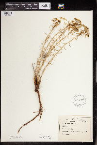 Euphorbia cyparissias image