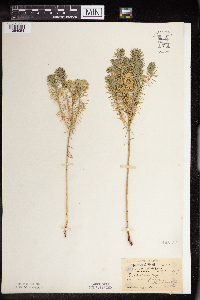 Euphorbia cyparissias image