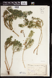 Euphorbia cyparissias image