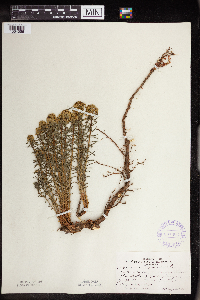 Euphorbia cyparissias image