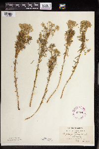 Euphorbia cyparissias image