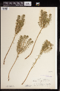 Euphorbia cyparissias image