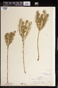 Euphorbia cyparissias image
